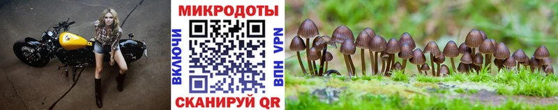 Псилоцибиновые грибы Psilocybine cubensis  Благодарный 